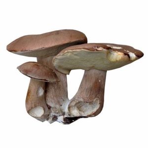 Meet your Posher, Denia